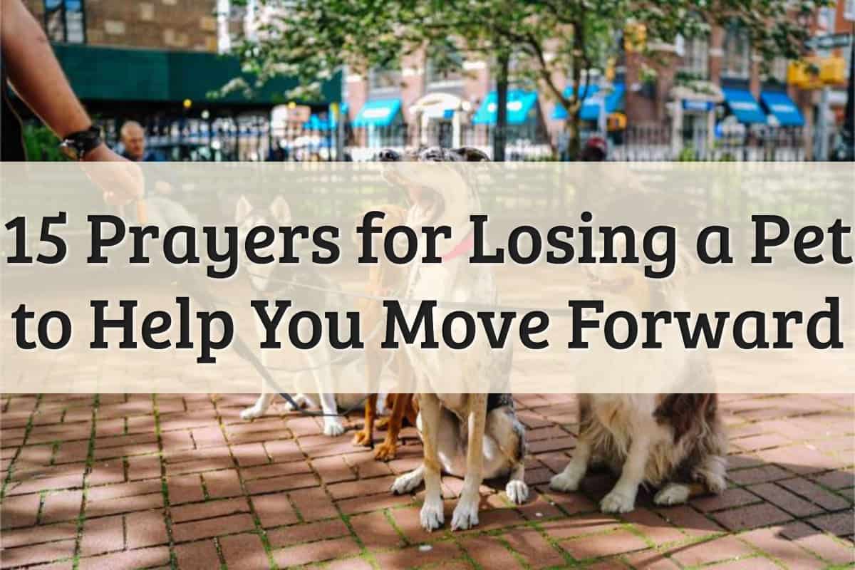 Featured Image - Prayers for Losing a Pet