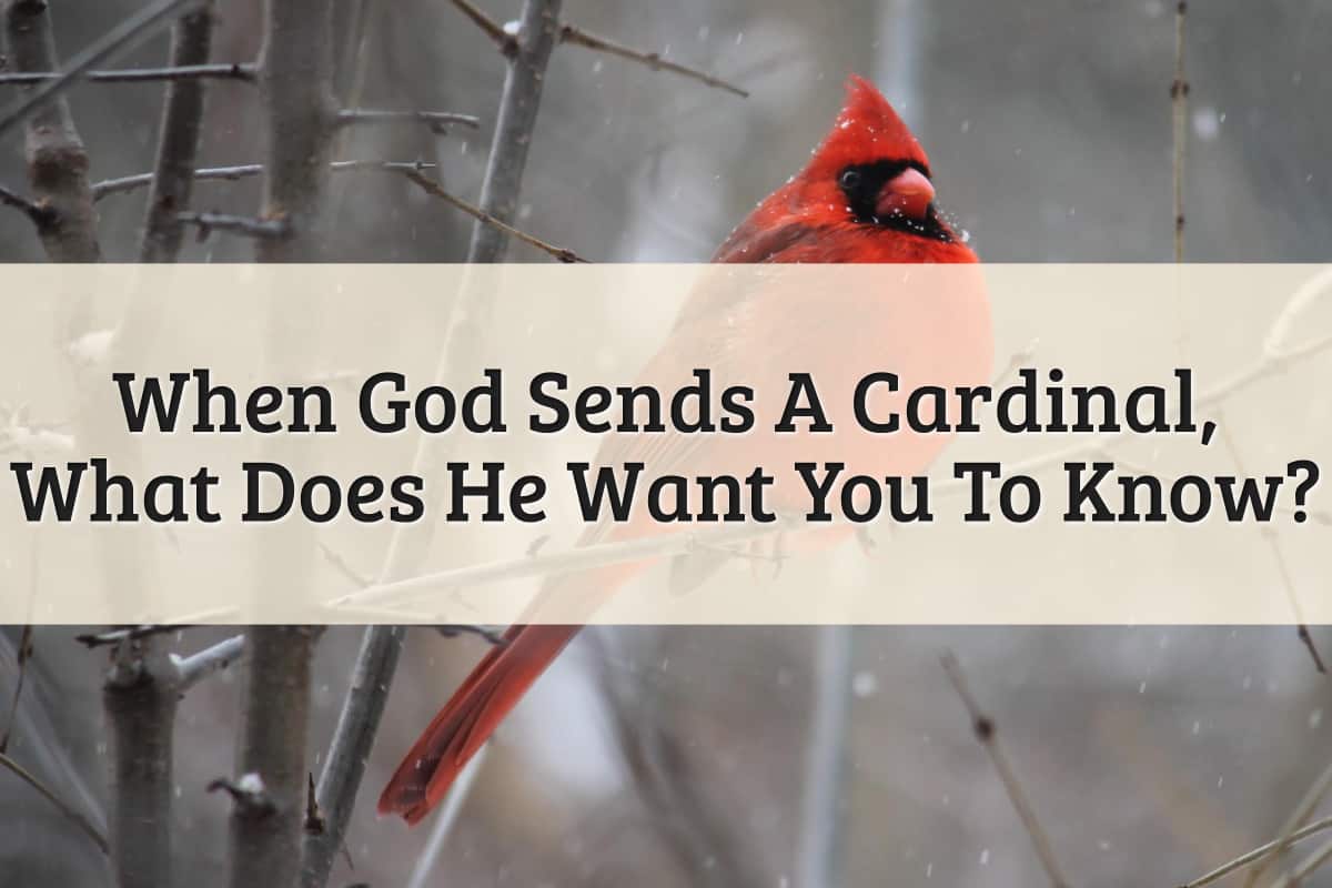 Featured Image - When God Sends A Cardinal