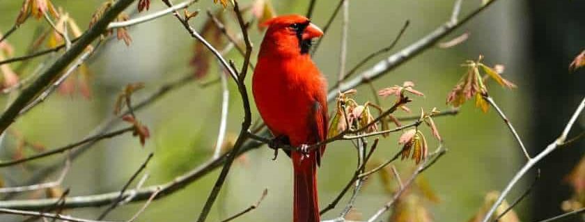 red bird on branch and when god sends a cardinal
