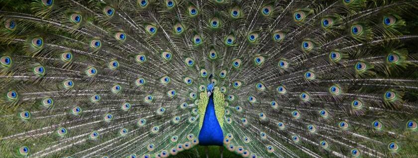 peacock displaying its feathers and meaning of peacock in bible