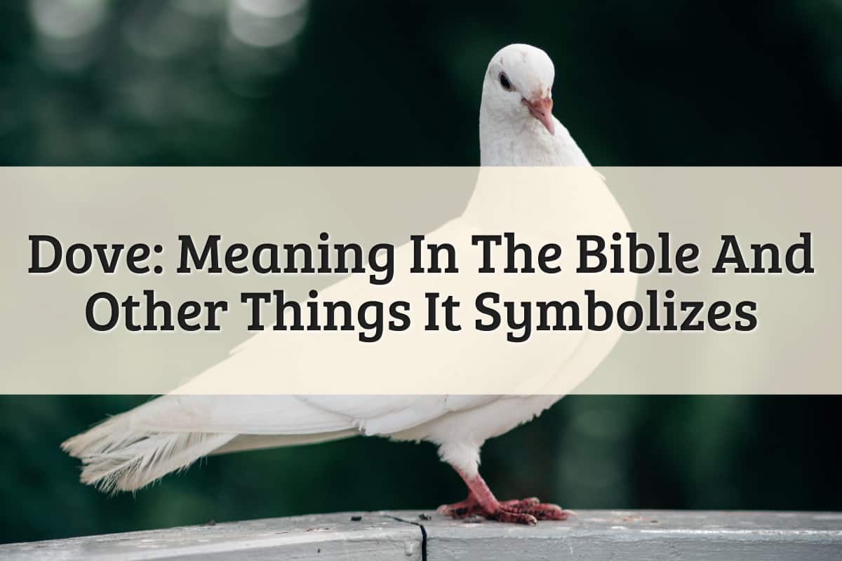 Featured Image - Dove Meaning In The Bible