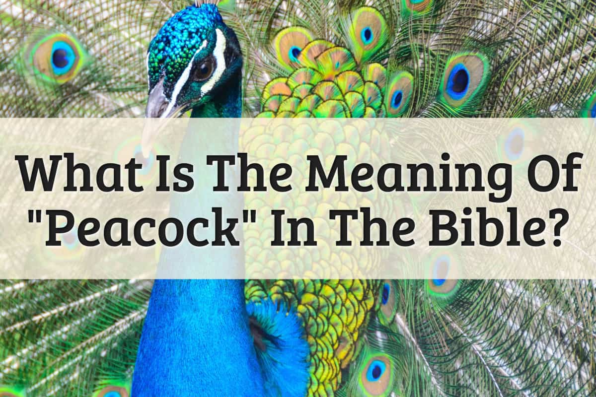 Featured Image - Meaning Of Peacock In Bible