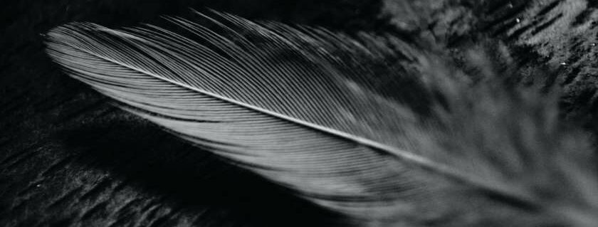 black feather on dark background and black feather meaning in the bible