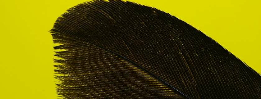 black feather on yellow background and black feather meaning in the bible