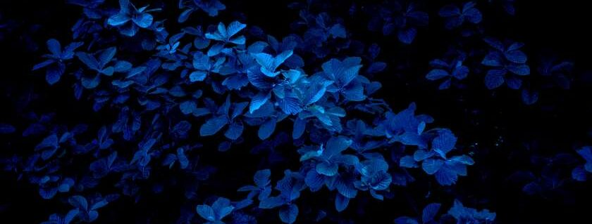 blue flowers and meaning of blue in the bible