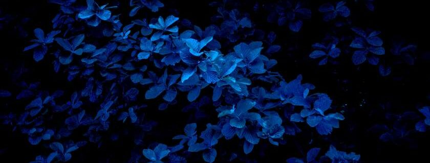 blue flowers and meaning of blue in the bible