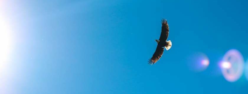 eagle flying and eagle bible meaning