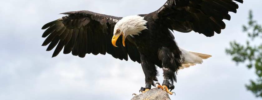 eagle on rock and eagle bible meaning