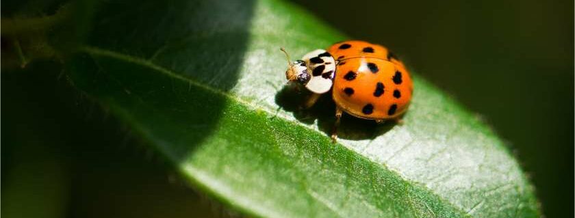 ladybug on big leaf and biblical meaning of ladybugs