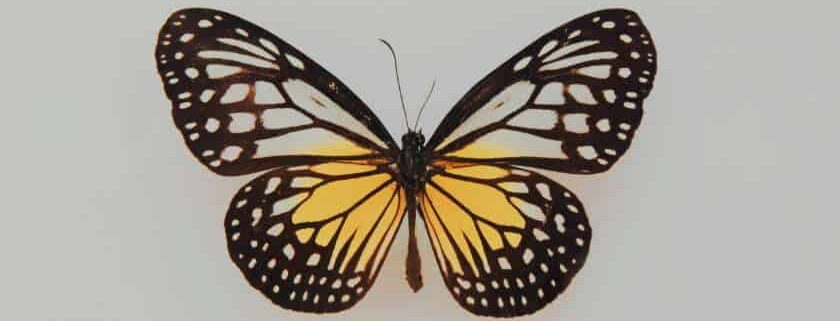 yellow butterfly and butterfly meaning in the bible