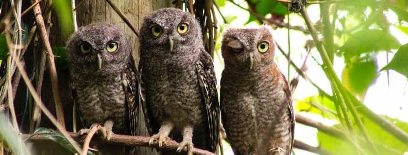 3 brown owls on branch and owl meaning in the bible