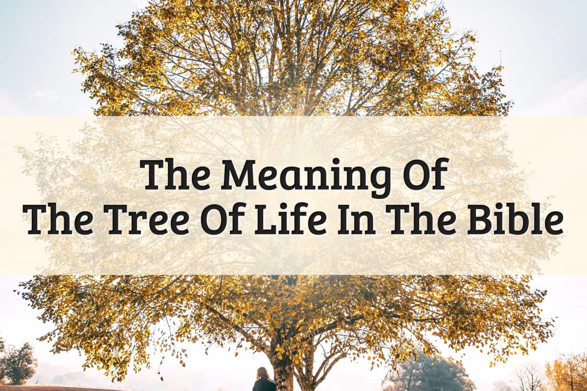 Featured Image - Tree Of Life Meaning Bible