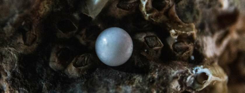 pearl on clam and meaning of pearls in the bible