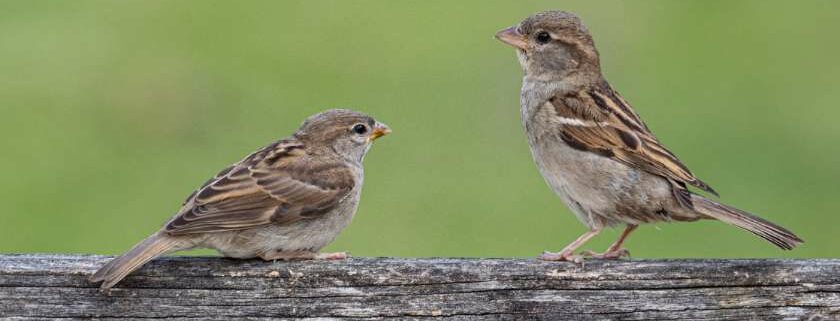 two sparrows on log and sparrow meaning in bible