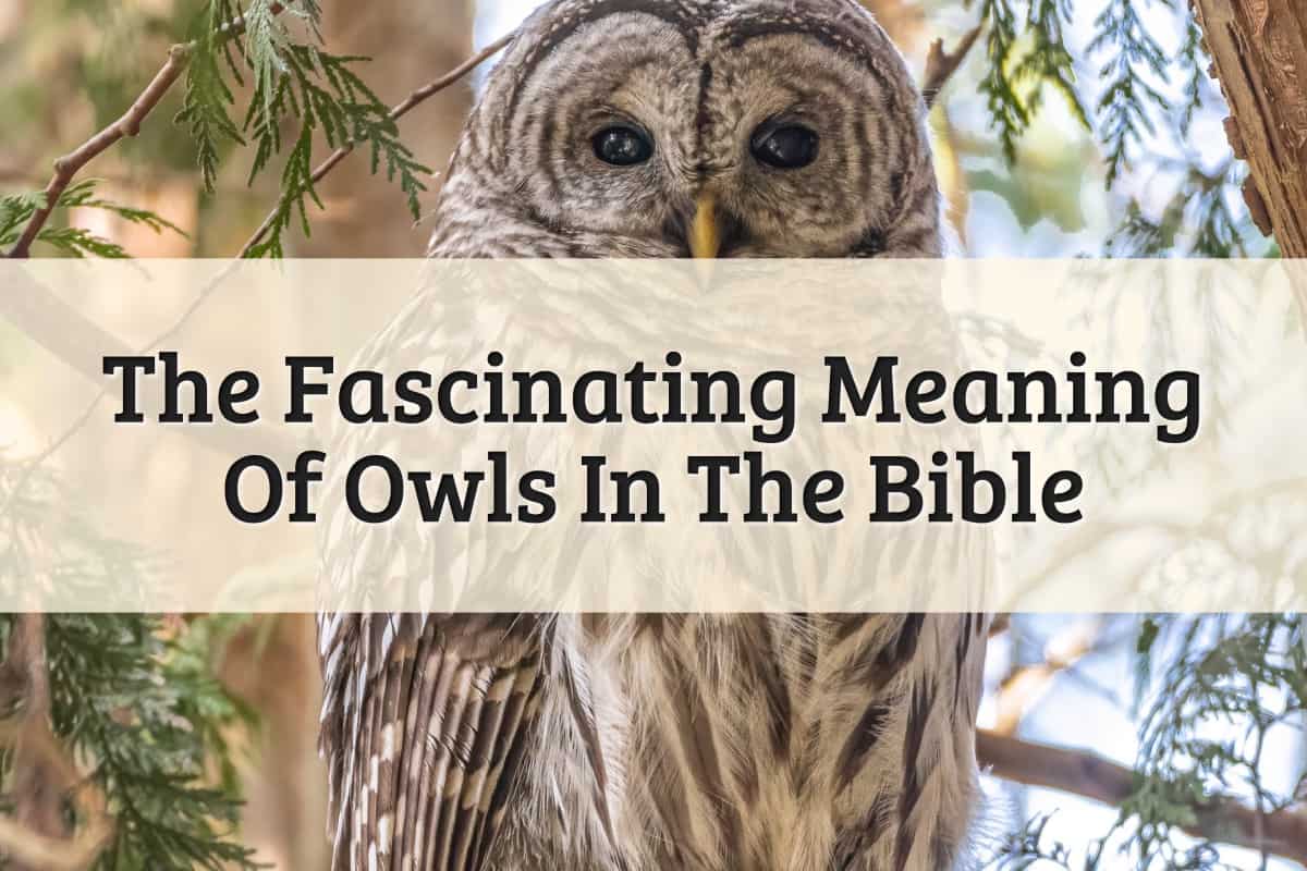 Featured Image - Owl Meaning In The Bible