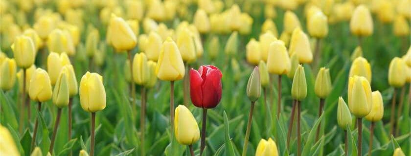 one red flower among field of yellow flowers and signs you are chosen by god