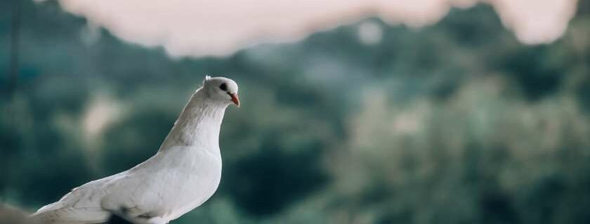 white dove peace
