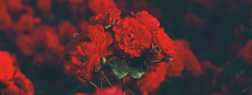 red roses and blood of jesus prayer
