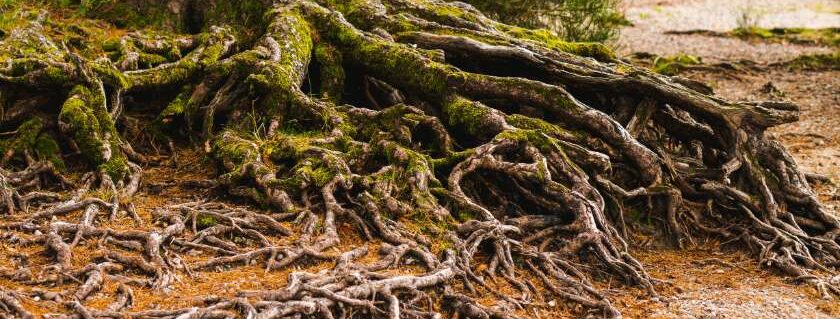 tree with deep roots