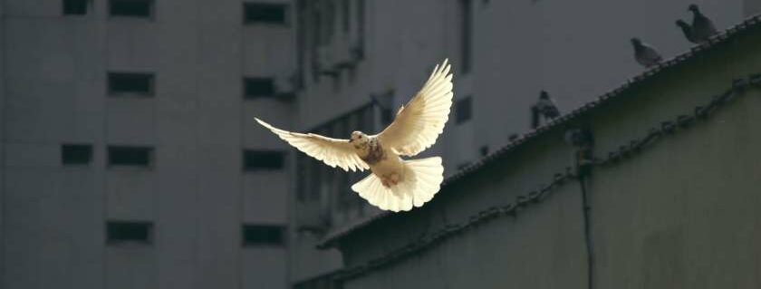 flying dove pigeon