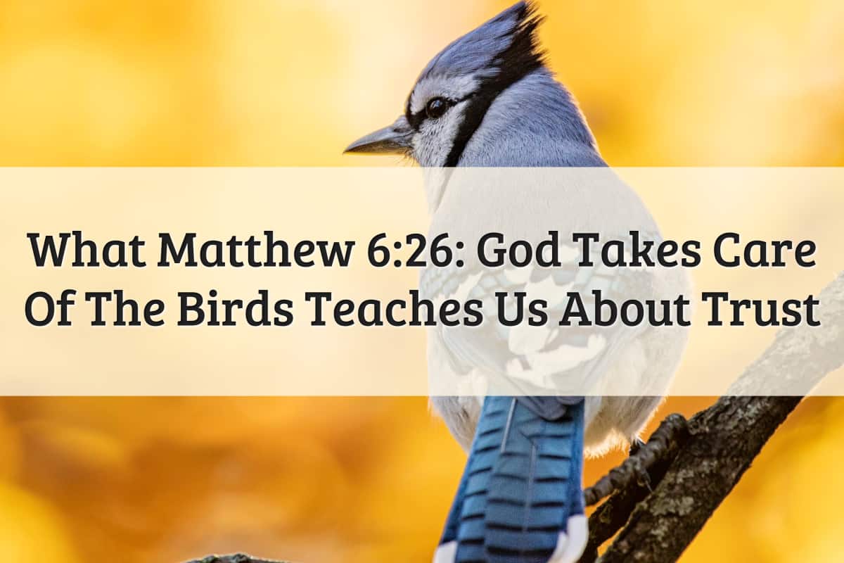 Featured Image - God Takes Care Of The Birds