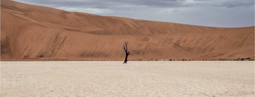 lone barren tree standing tall in the middle of the desert