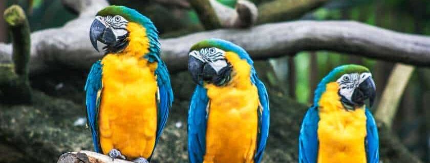 three blue and yellow parrots perched on a branch