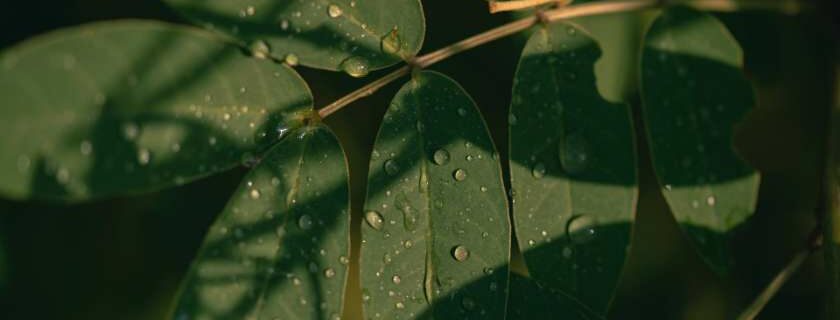 water drops on green leaves and turning away from god after salvation